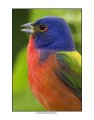 1498 painted bunting